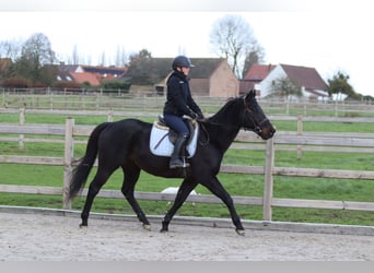 Cheval de sport irlandais, Hongre, 9 Ans, 160 cm, Noir