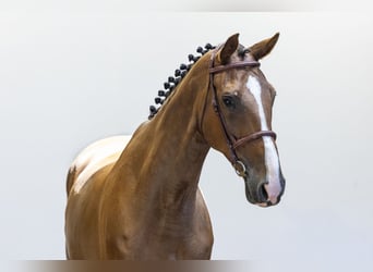 Cheval de sport irlandais, Hongre, 9 Ans, 168 cm, Bai
