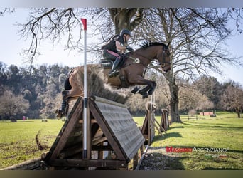 Cheval de sport irlandais, Hongre, 9 Ans, 170 cm, Bai cerise