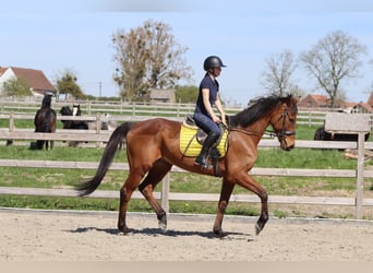 Cheval de sport irlandais, Hongre, 9 Ans, 170 cm, Bai