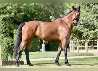 Cheval de sport irlandais, Hongre, 9 Ans, 170 cm, Bai