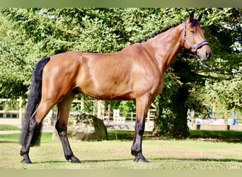 Cheval de sport irlandais, Hongre, 9 Ans, 170 cm, Bai