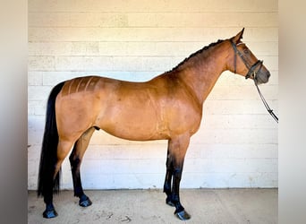 Cheval de sport irlandais, Hongre, 9 Ans, 173 cm, Bai cerise