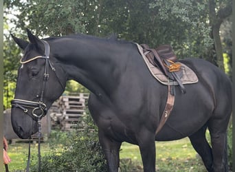 Cheval de sport irlandais, Hongre, 9 Ans, 173 cm, Noir
