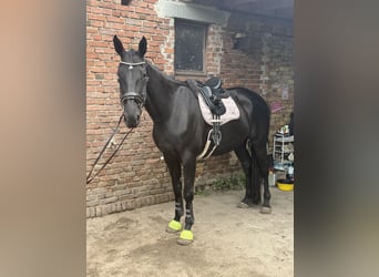 Cheval de sport irlandais, Hongre, 9 Ans, 173 cm, Noir