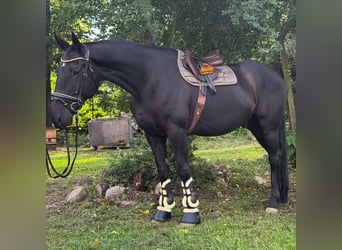 Cheval de sport irlandais, Hongre, 9 Ans, 173 cm, Noir