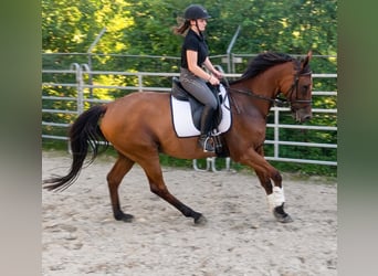 Cheval de sport irlandais, Hongre, 9 Ans, 174 cm, Bai