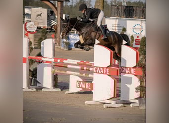 Cheval de sport irlandais, Hongre, 9 Ans, Noir