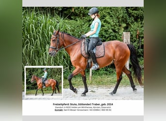 Cheval de sport irlandais, Jument, 10 Ans, 153 cm, Bai