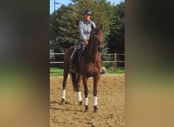 Cheval de sport irlandais, Jument, 10 Ans, 154 cm, Bai