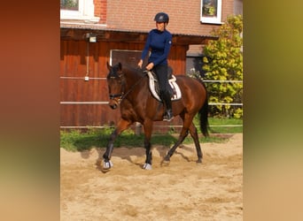 Cheval de sport irlandais, Jument, 10 Ans, 154 cm, Bai