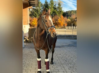 Cheval de sport irlandais, Jument, 10 Ans, 160 cm