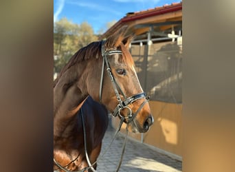 Cheval de sport irlandais, Jument, 10 Ans, 160 cm