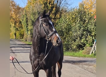 Cheval de sport irlandais, Jument, 10 Ans, 160 cm, Noir