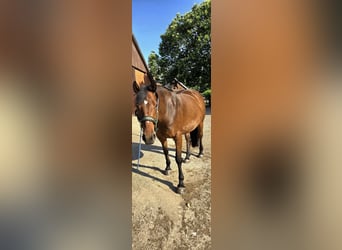 Cheval de sport irlandais, Jument, 10 Ans, 161 cm, Bai