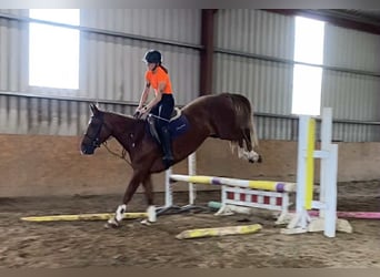 Cheval de sport irlandais, Jument, 10 Ans, 163 cm, Alezan brûlé