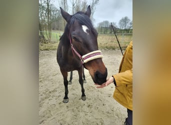 Cheval de sport irlandais, Jument, 10 Ans, 164 cm, Bai brun
