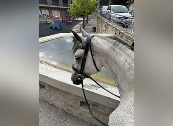 Cheval de sport irlandais, Jument, 10 Ans, 165 cm, Gris pommelé