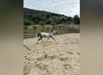 Cheval de sport irlandais, Jument, 10 Ans, 165 cm, Gris pommelé