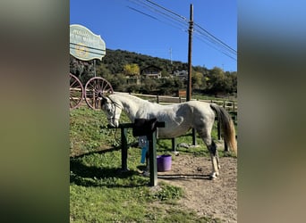 Cheval de sport irlandais, Jument, 10 Ans, 165 cm, Gris pommelé