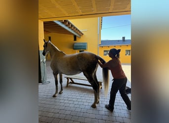 Cheval de sport irlandais, Jument, 10 Ans, 165 cm, Gris pommelé