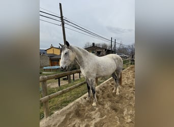 Cheval de sport irlandais, Jument, 10 Ans, 165 cm, Gris pommelé