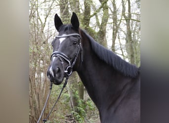 Cheval de sport irlandais, Jument, 10 Ans, 165 cm, Noir