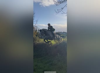 Cheval de sport irlandais, Jument, 10 Ans, 170 cm, Gris pommelé