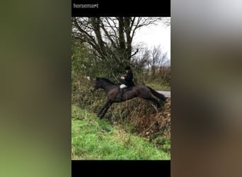 Cheval de sport irlandais, Jument, 10 Ans, Bai brun