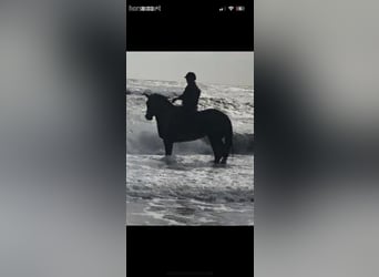 Cheval de sport irlandais, Jument, 10 Ans, Bai brun