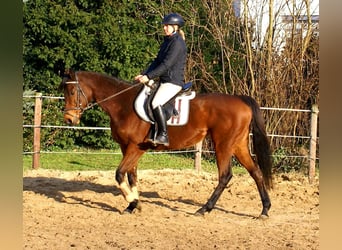 Cheval de sport irlandais, Jument, 11 Ans, 154 cm, Bai