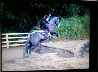 Cheval de sport irlandais, Jument, 11 Ans, 156 cm, Gris