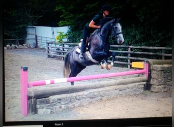 Cheval de sport irlandais, Jument, 11 Ans, 156 cm, Gris