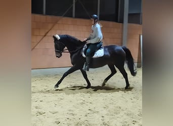 Cheval de sport irlandais, Jument, 11 Ans, 158 cm, Bai brun foncé