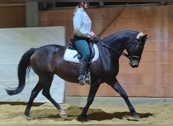 Cheval de sport irlandais, Jument, 11 Ans, 158 cm, Bai brun foncé