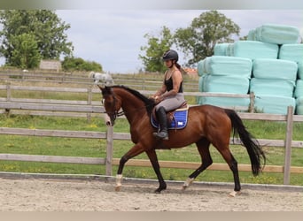 Cheval de sport irlandais, Jument, 11 Ans, 160 cm, Bai