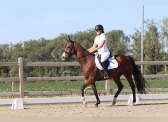 Cheval de sport irlandais, Jument, 11 Ans, 160 cm, Bai