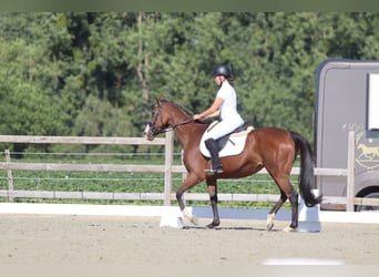 Cheval de sport irlandais, Jument, 11 Ans, 160 cm, Bai