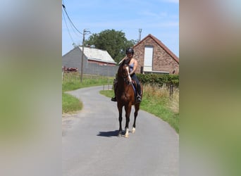 Cheval de sport irlandais, Jument, 11 Ans, 160 cm, Bai