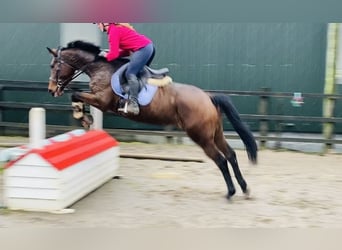 Cheval de sport irlandais, Jument, 11 Ans, 165 cm, Bai