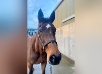 Cheval de sport irlandais, Jument, 11 Ans, 165 cm, Bai