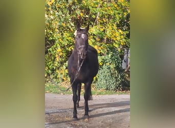 Cheval de sport irlandais, Jument, 11 Ans, 165 cm, Noir