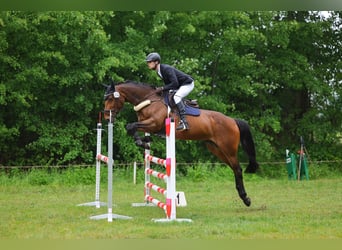 Cheval de sport irlandais, Jument, 11 Ans, 166 cm, Bai