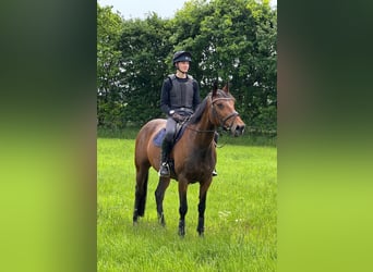 Cheval de sport irlandais, Jument, 11 Ans, 166 cm, Bai