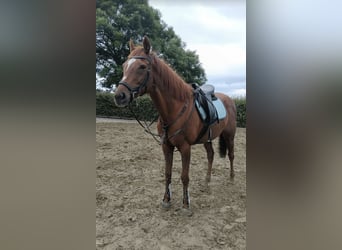 Cheval de sport irlandais, Jument, 11 Ans, 167 cm, Alezan
