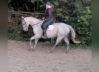 Cheval de sport irlandais, Jument, 11 Ans, 170 cm, Gris