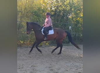 Cheval de sport irlandais, Jument, 11 Ans, 173 cm, Bai brun