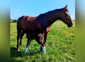 Cheval de sport irlandais, Jument, 11 Ans, Bai cerise