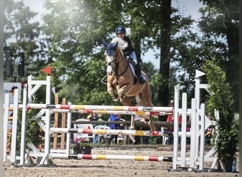 Cheval de sport irlandais, Jument, 12 Ans, 148 cm, Palomino