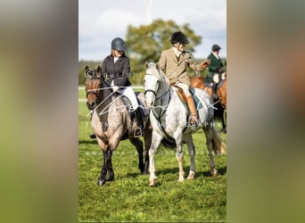 Cheval de sport irlandais, Jument, 12 Ans, 156 cm, Gris